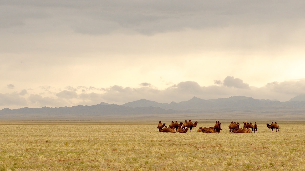 Mongolia – the main tourist attractions of this country