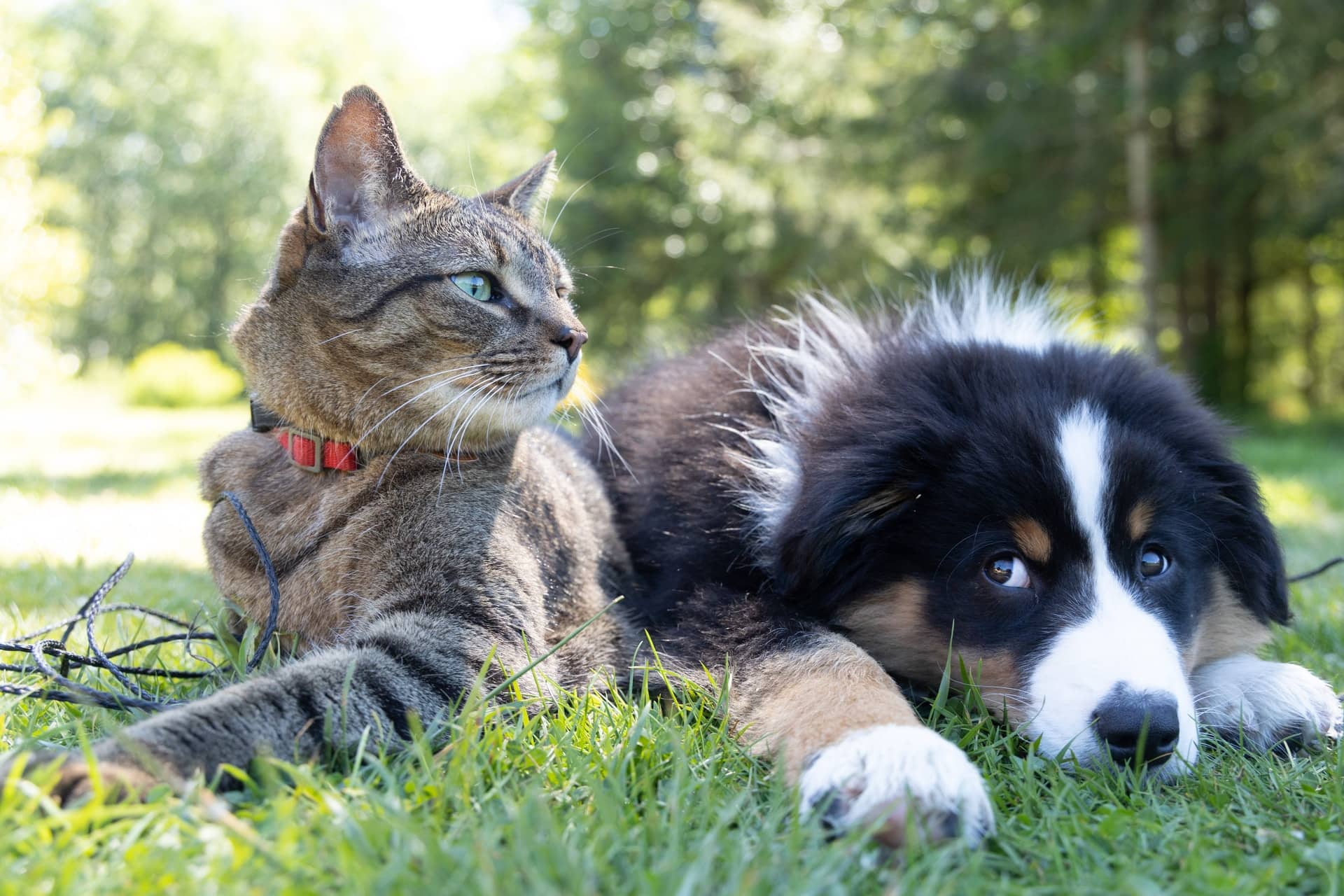 Essential accessories for your dog and cat