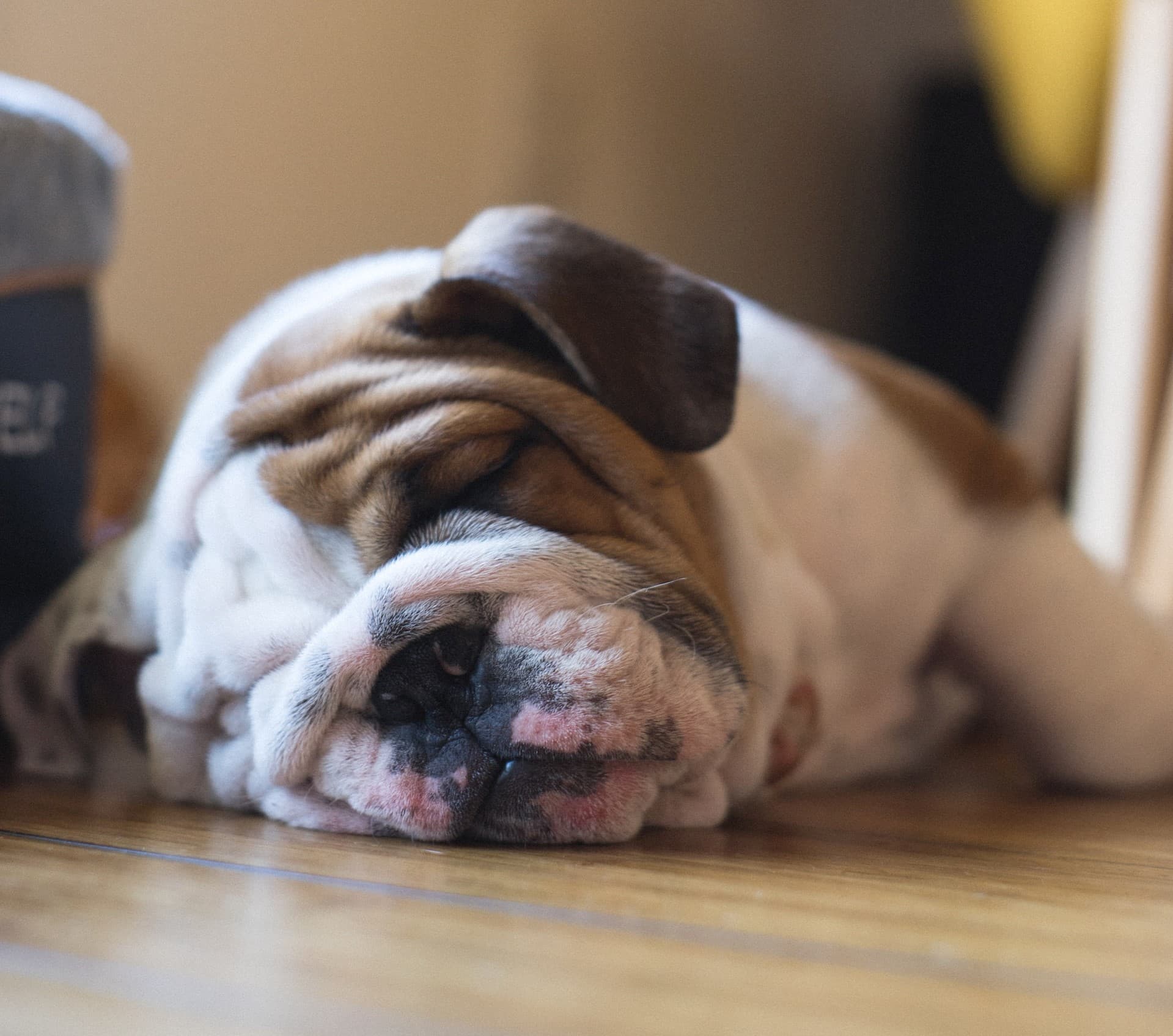 English Bulldog Puppies: Finding the Right Fit