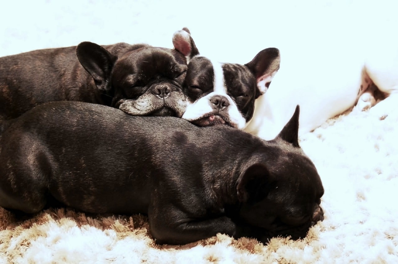 Get to Know the Female French Bulldog Puppy