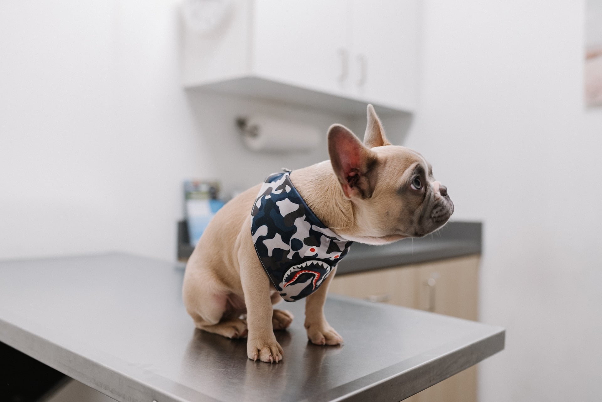 Female French Bulldog Puppies: What You Need To Know