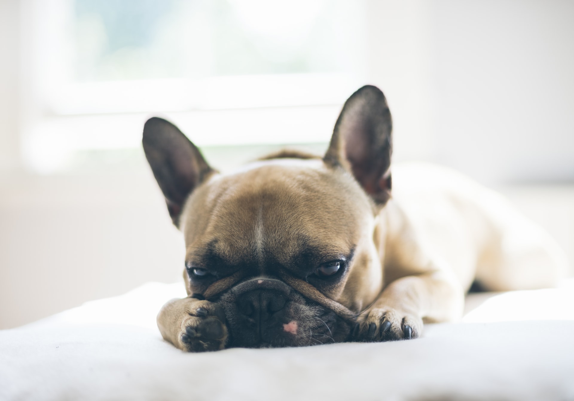 Why Female French Bulldog Puppies Make the Best Companions