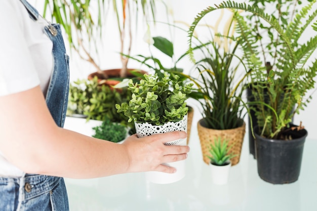 How Can You Cultivate a Thriving Indoor Garden?